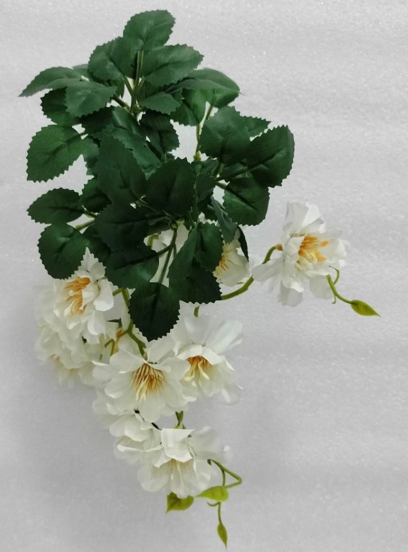 Tiny Magnolia Bonsai Plant
